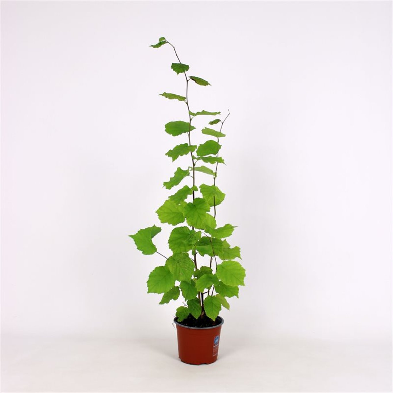 Hassel – Corylus avellana - C5 80-100 CM Bush